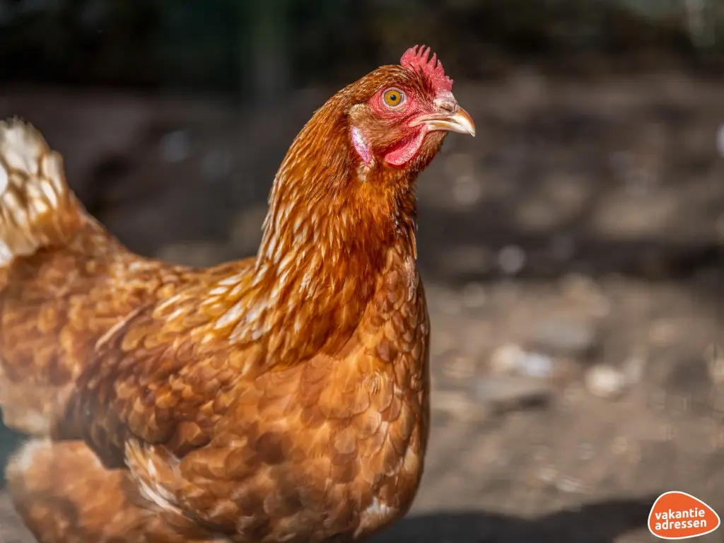 Vakantieadressen accommodatie afbeelding