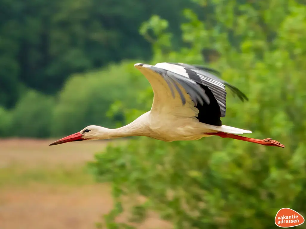 Vakantieadressen accommodatie afbeelding