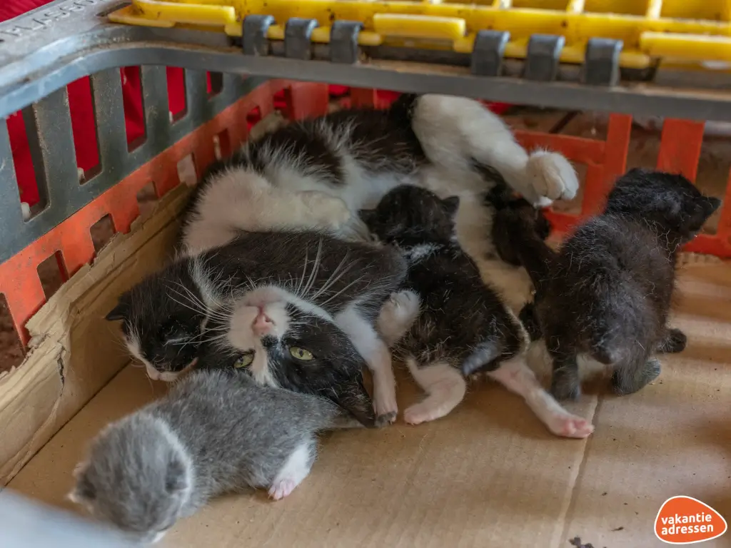 Vakantieadressen accommodatie afbeelding