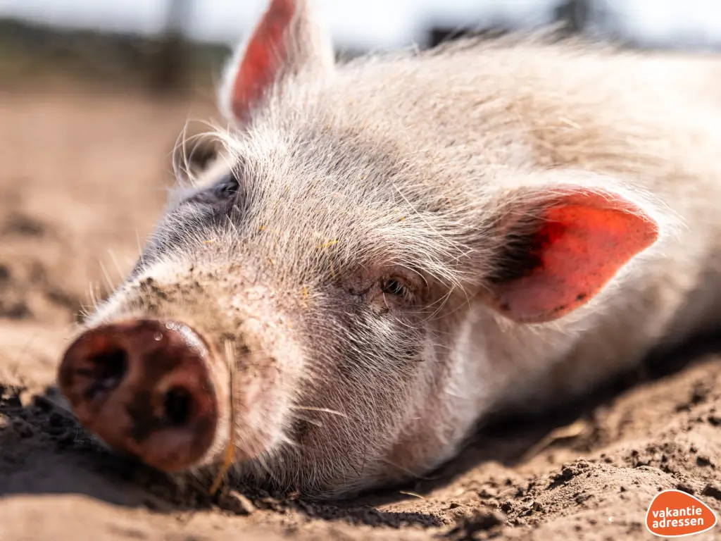 Vakantieadressen accommodatie afbeelding