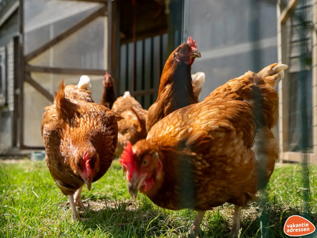 Vakantieadressen accommodatie afbeelding