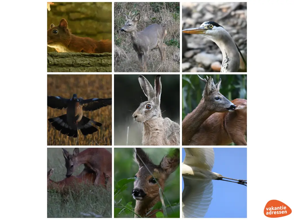 Vakantieadressen accommodatie afbeelding